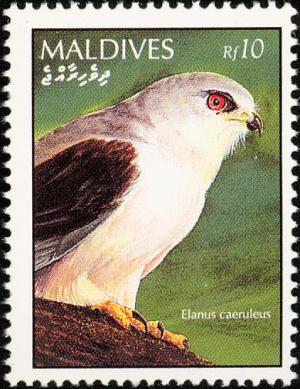 Colnect-1631-871-Black-winged-Kite-Elanus-caeruleus.jpg
