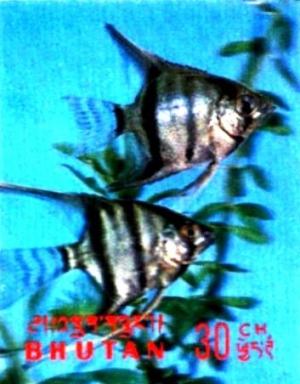 Colnect-3014-804-Freshwater-Angelfish-Pterophyllum-scalare.jpg