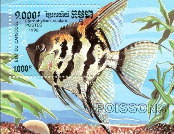 Colnect-2620-960-Freshwater-Angelfish-Pterophyllum-scalare.jpg