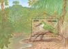 Colnect-1664-170-Amazonian-Kingfisher-Chloroceryle-amazona.jpg