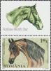Colnect-6031-788-Arabian-Thoroughbred-Equus-ferus-caballus-ZF.jpg