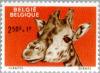 Colnect-184-488-Giraffe-Giraffa-camelopardalis.jpg
