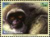 Colnect-611-506-Silvery-Gibbon-Hylobates-moloch.jpg