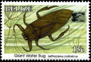 Colnect-4025-604-Giant-water-bug.jpg