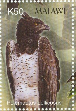 Colnect-6028-503-Martial-Eagle-Polemaetus-bellicosus.jpg