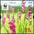 Colnect-3446-904-Turkish-Marsh-Gladiolus-Gladiolus-Imbricatus.jpg