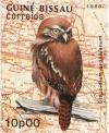 Colnect-1451-555-Ferruginous-Pygmy-owl-Glaucidium-brasilianum.jpg