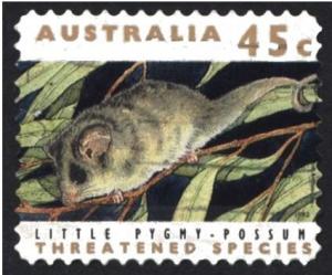 Colnect-1412-848-New-Guinea-Pygmy-Possum-Eudromicia-caudata.jpg