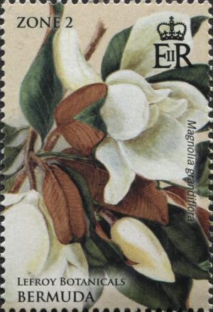 Colnect-4279-119-Magnolia-grandiflora.jpg
