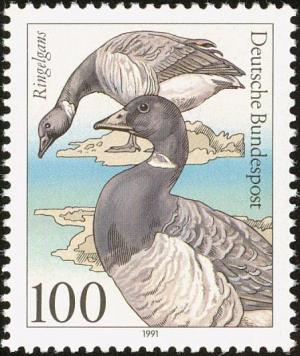 Colnect-2482-702-Brent-Goose-Branta-bernicla.jpg