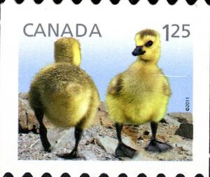 Colnect-3091-600-Canada-Goose-Branta-canadensis.jpg