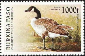 Colnect-6214-578-Canada-Goose-Branta-canadensis.jpg