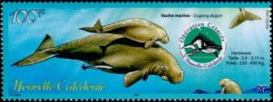 Colnect-858-311-Dugong-Dugong-dugon.jpg