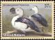 Colnect-2571-495-Knob-billed-Goose-Sarkidiornis-melanotos.jpg