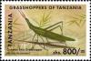 Colnect-1696-299-Common-Stick-Grasshopper-Acrida-acuminata.jpg