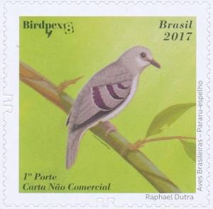 Colnect-4382-342-Purple-winged-Ground-Dove-Claravis-geoffroyi.jpg