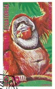 Colnect-4973-987-Orangutan-Pongo-pygmaeus.jpg