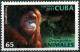 Colnect-4365-730-Orangutan-Pongo-pygmaeus.jpg