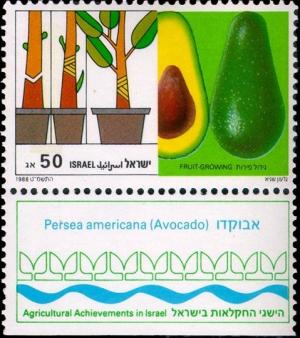 Colnect-795-989-Fruit-Growing-Avocado-Persea-americana.jpg