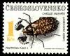 Colnect-3786-758-Pine-Chafer-Polyphylla-fullo.jpg