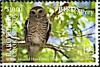 Colnect-5604-716-White-browed-Hawk-Owl-Ninox-superciliaris.jpg