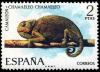 Colnect-647-472-Mediterranean-Chameleon-Chamaeleo-chamaeleo--.jpg