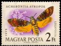 Colnect-817-155-Death-s-head-Hawk-moth-Acherontia-atropos.jpg