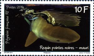 Colnect-2309-806-Blacktip-reef-shark-Carcharhinus-melanopterus.jpg