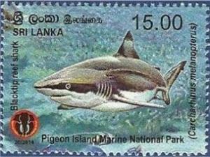 Colnect-2550-579-Blacktip-Reef-Shark-Carcharhinus-melanopterus-.jpg