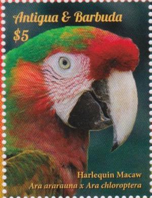 Colnect-2977-563-Harlequin-macaw.jpg