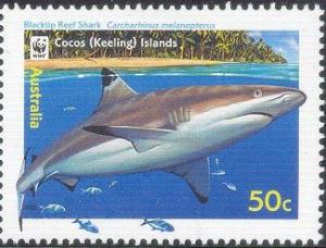 Colnect-405-512-Blacktip-Reef-Shark-Carchorhinus-melanopterus.jpg