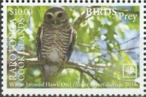 Colnect-5604-714-White-browed-Hawk-Owl-Ninox-superciliaris.jpg