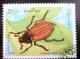 Colnect-1871-996-Common-Cockchafer-Melolontha-melolontha.jpg
