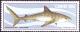 Colnect-2392-610-Tiger-Shark-Galeocerdo-cuvieri.jpg