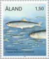 Colnect-160-718-Atlantic-herring-Clupea-harengus.jpg