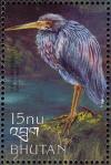 Colnect-3385-971-Tricolored-Heron-nbsp-Egretta-tricolor.jpg