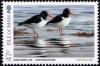 Colnect-5293-746-Oystercatcher-Haematopus-ostralegus.jpg