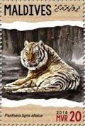 Colnect-4940-140-Panthera-tigris-altaica.jpg