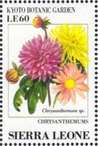 Colnect-4207-984-Chrysanthemums-Chrysanthemum-sp.jpg