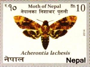 Colnect-3539-502-Acherontia-lachesis.jpg