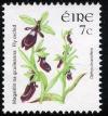 Colnect-1243-853-Fly-Orchid-Ophrys-insectifera.jpg