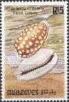 Colnect-1460-033-Sieve-Tan-and-White-Cowry-Cribrarula-cribraria.jpg
