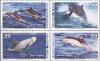 Colnect-1752-488-Dolphins---MiNo-2104-07.jpg