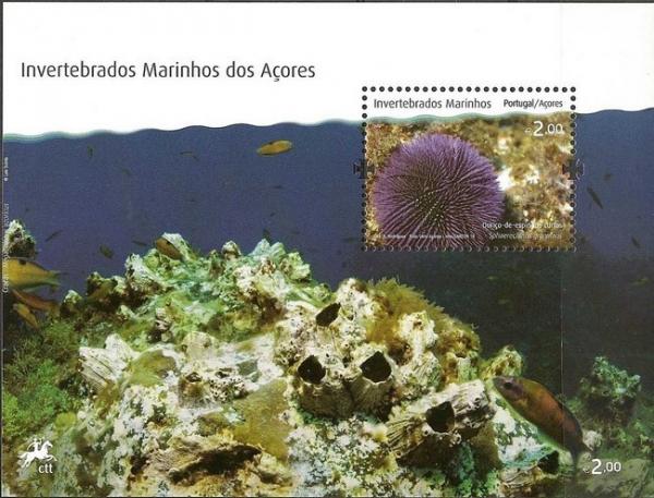Colnect-525-996-Purple-Sea-Urchin-Sphaerechinus-granularis.jpg