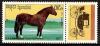 Colnect-1007-187-Freiberger-Horse-Equus-ferus-caballus.jpg