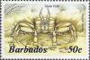 Colnect-1767-876-Atlantic-Ghost-Crab-Ocypode-quadrata.jpg