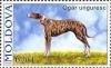 Colnect-191-892-Hungarian-Greyhound-Canis-lupus-familiaris.jpg