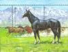 Colnect-197-238-Korabajiry-Horse-Equus-ferus-caballus.jpg