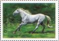 Colnect-808-320-Korabajiry-Horse-Equus-ferus-caballus.jpg