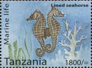 Colnect-3055-699-Lined-Seahorse-Hippocampus-erectus.jpg
